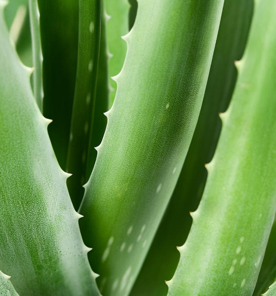 AURODHEA Spray primo soccorso al 98% di Aloe Vera - 150 ml - CR23B