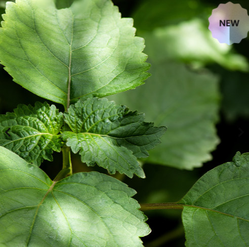 Nuovo Profumo Uomo Olfazeta Dark Nectar  ispirato a Bottled Absolu di Hugo Boss- Cod. 147M