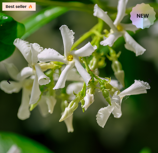 Nuovo Olfazeta Profumo Donna ETERNAL LOVE FOR HER Ispirato a BORN IN ROME di Valentino - Cod 161W