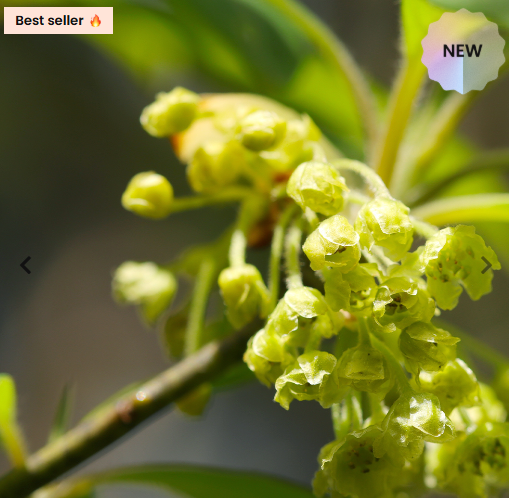 Nuovo Olfazeta Profumo Donna ETERNAL LOVE FOR HER Ispirato a BORN IN ROME di Valentino - Cod 161W